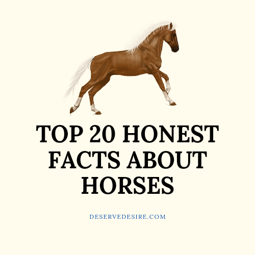 Facts About The Horses